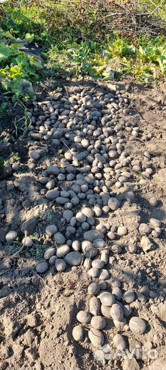 Фиолетовый картофель 