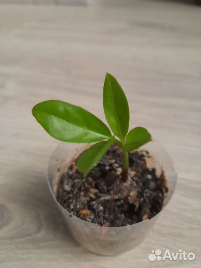 Замиокулькас