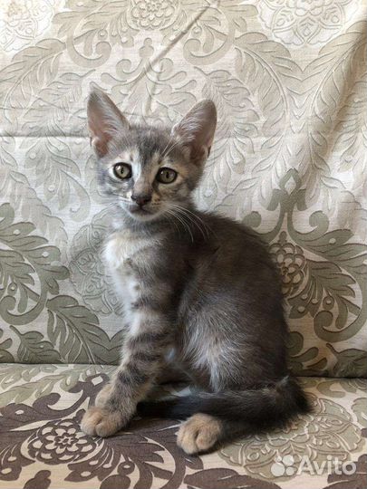 Кошка и котята