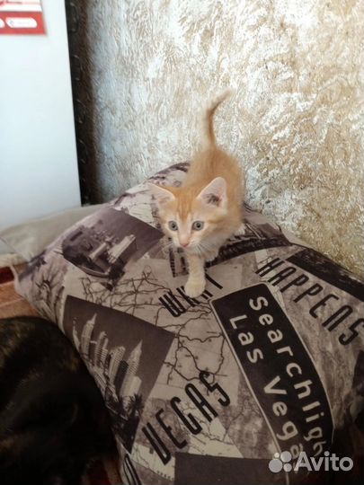 Котенок от ловчей кошки