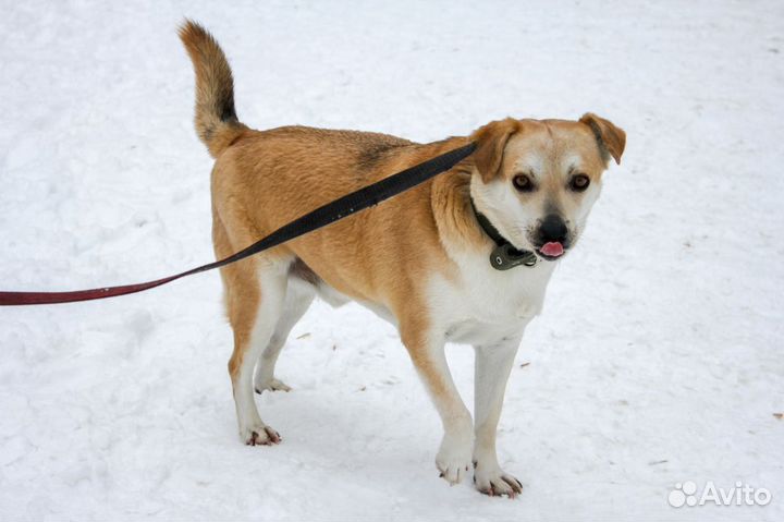 Метис лабрадора в добрые руки