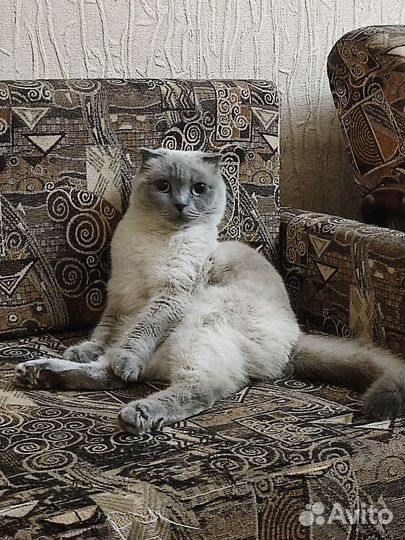 Шотландская кошка