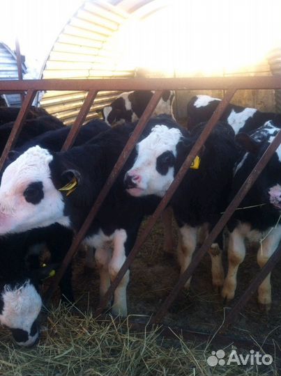 Телята бычки мясные