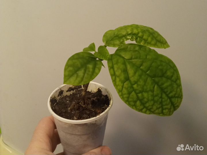 Клеродендрум