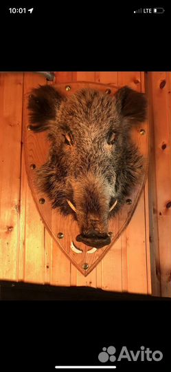 Голова кабана