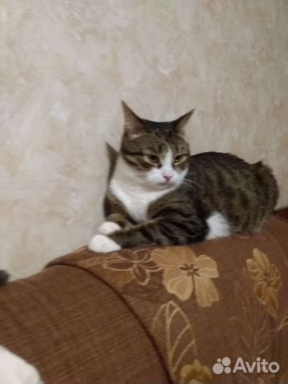 Кот Маркиз в добрые руки