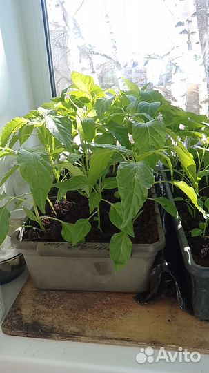 Рассада острого перца