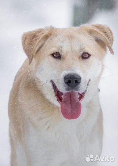 Собака в добрые руки