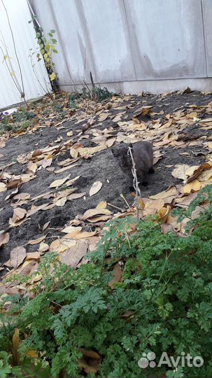 Котенок ищет дом