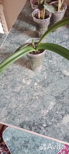 Комнатные цветы