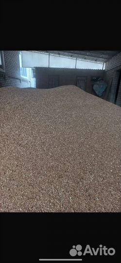 Зерно пшеница