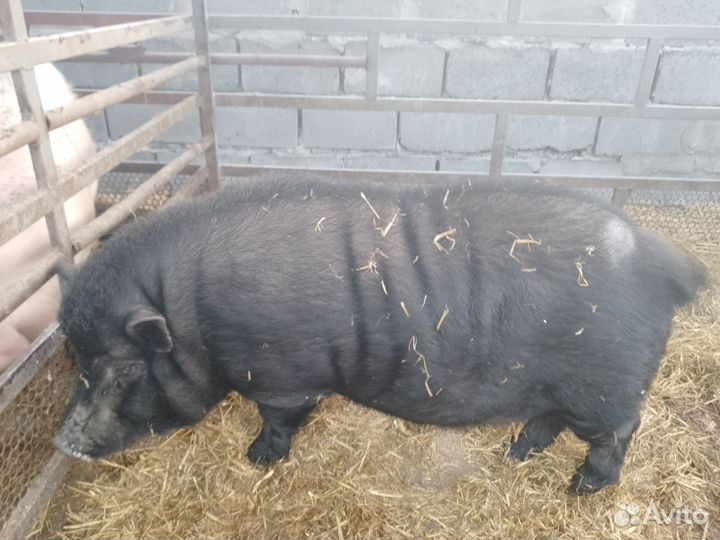 Вьетнамский хряк