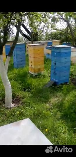 Продам пчелосемьи
