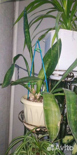 Хлорофитум санса фикус