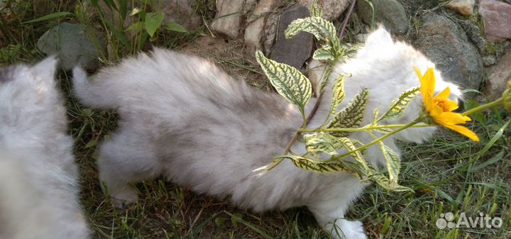 Шиншилла персидская
