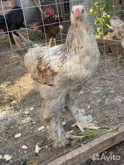 Куры молодки