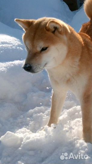 Сиба ину с документами РКФ