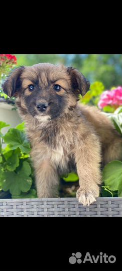 Щенки девочки, очень нужен дом