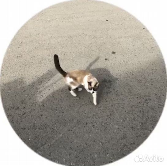 Котенок девочка в добрые руки