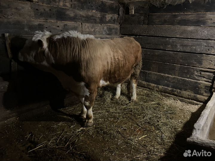 Быки герефорд на племя