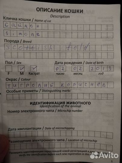 Шотландский вислоухий кот