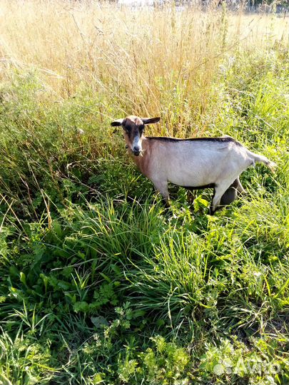 Коза дойная