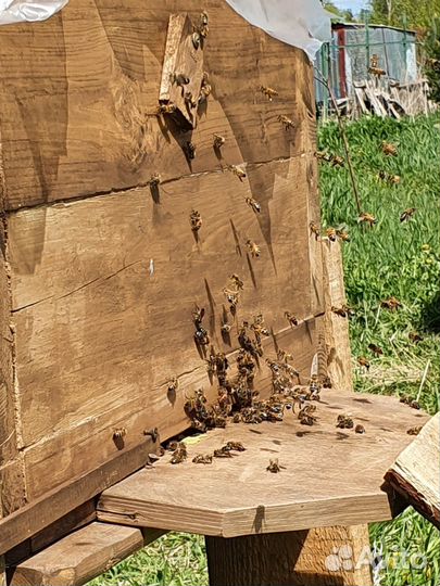 Зимовалые семьи пчел, пчелопакеты