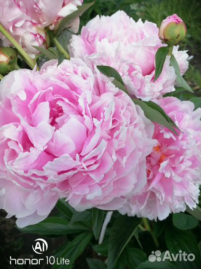 Пион Сара Бернар