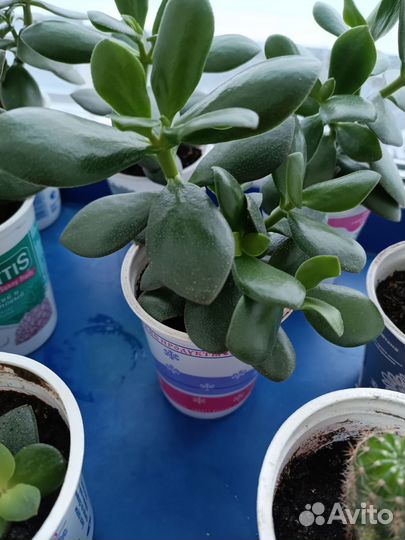 Денежное дерево(толстянка). Кактусы.Дримиопсис