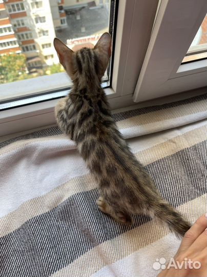 Бенгальские котята