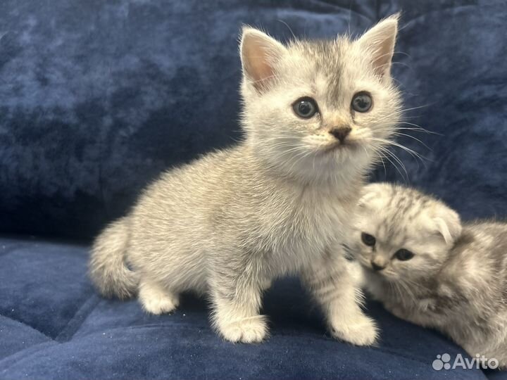 Британские котята шиншилла и мраморная вислоухая