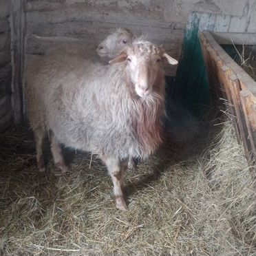 Продаём овечек барашек живым весом