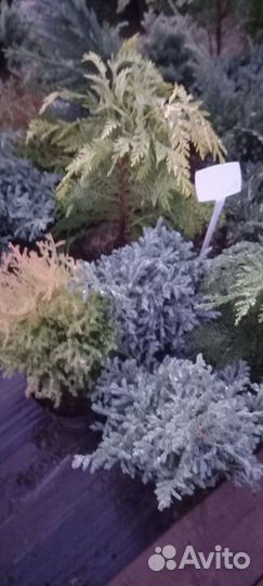 Туя Колумна для живой изгороди