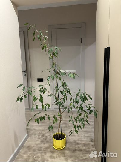 Фикус бенджамина