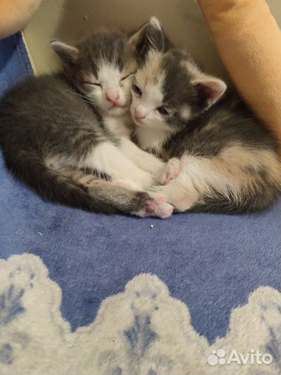 Отдам бесплатно котиков