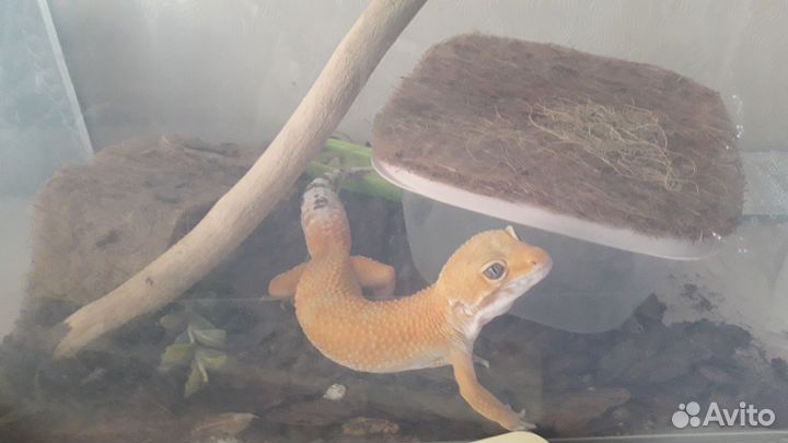 Ящерица геккон