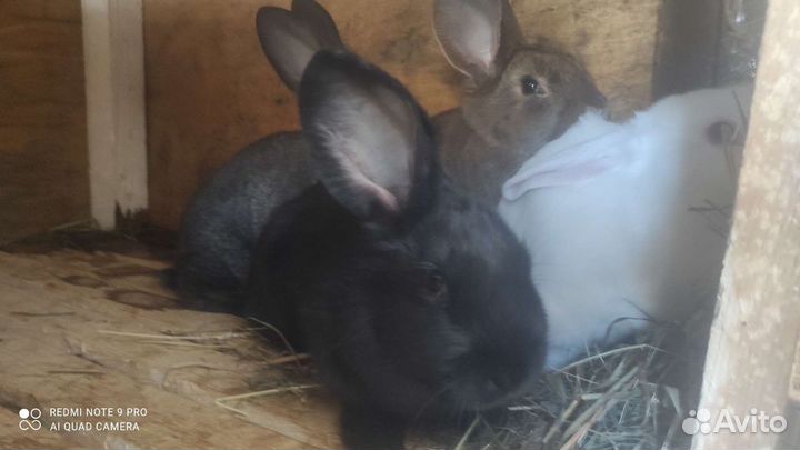 Кролики мясных пород
