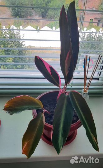 Строманта триколор