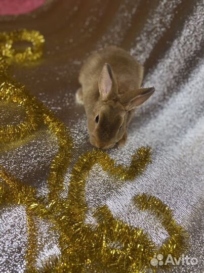 Кролик карликовый рекс