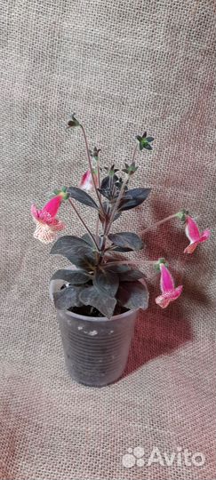 Комнатные цветы