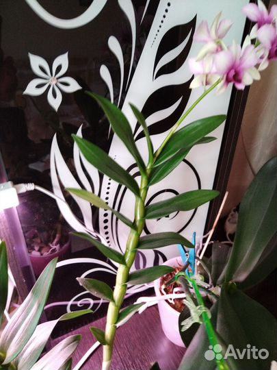 Дендрофаленопсис