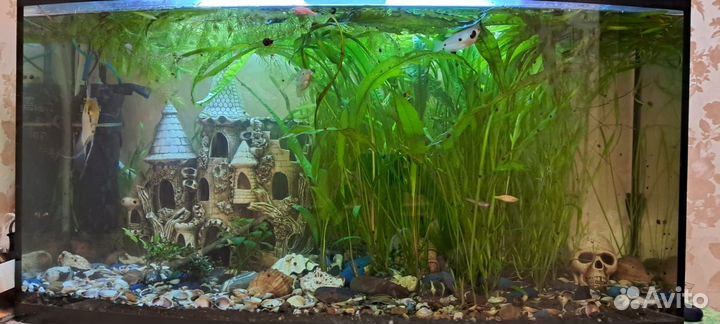 Аквариумный набор