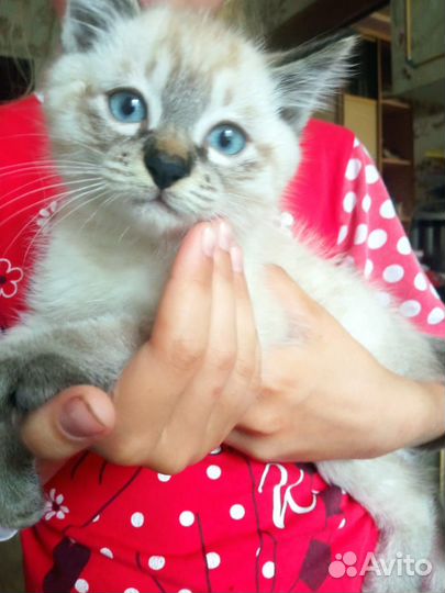 Тайские котята