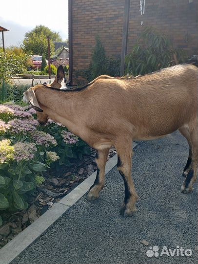 Козы альпийские, цена за 2-х