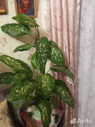 Диффенбахия пятнистая