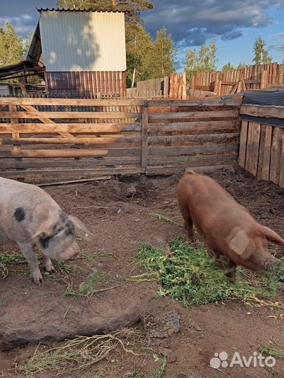 Домашние животные свиньи