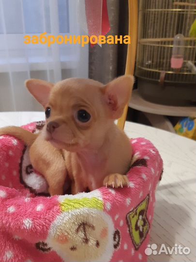 Щенки чихуахуа