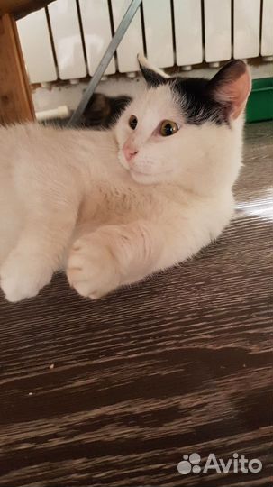 Кот Василий