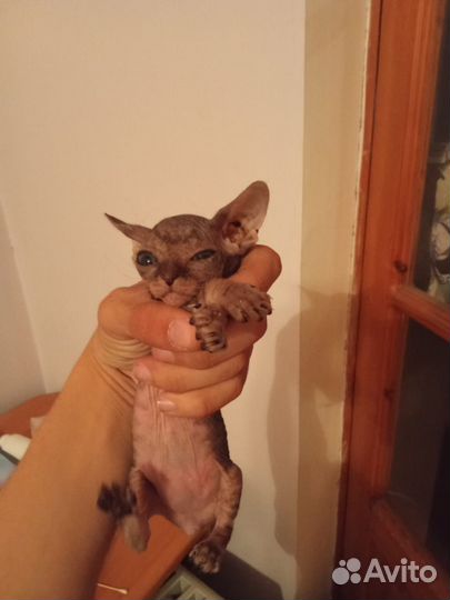 Донской сфинкс котята