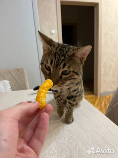 Вязка с бенгальским котом